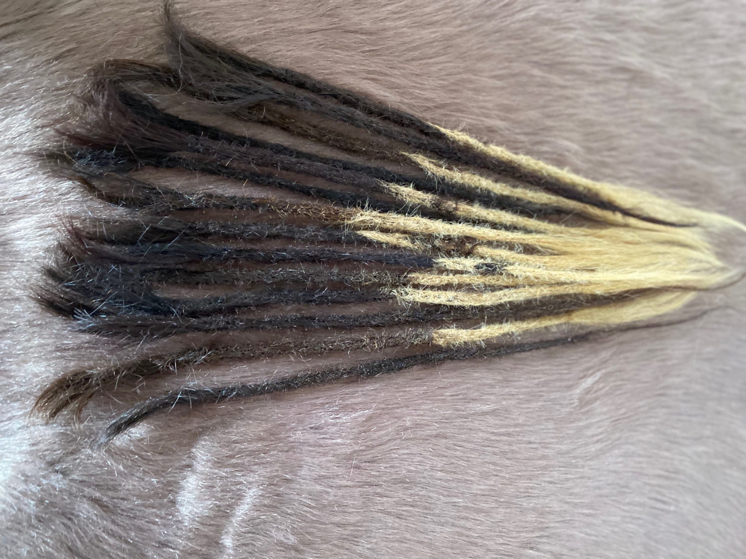 Europäische Echthaar Extensions J.B's Dreadwerkstatt